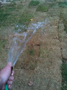 Watering sod, listening to Fred Wilson